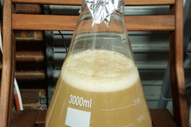 The Yeast Starter